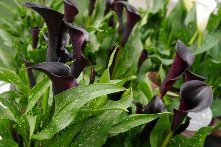 Каллы – фото