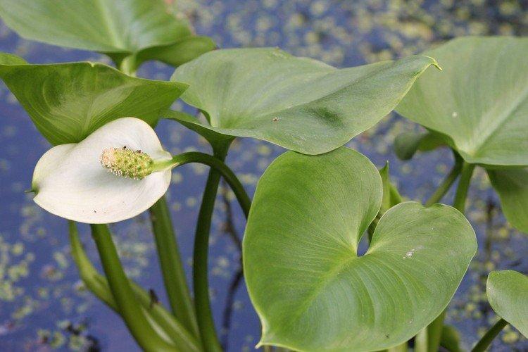 Каллы – фото