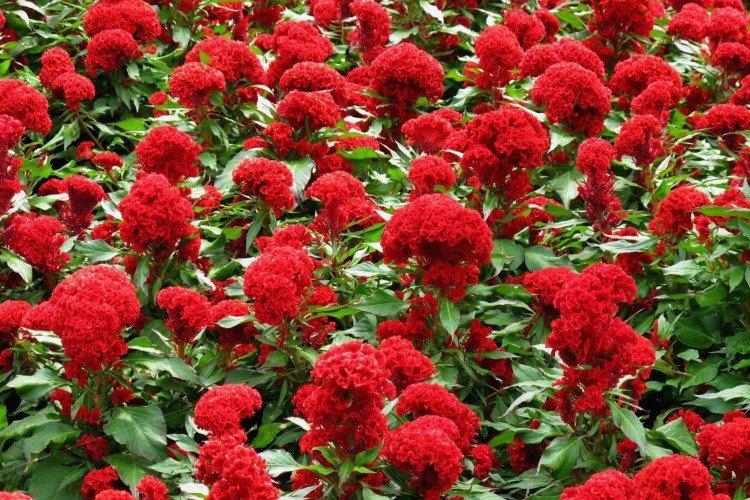 Общая информация