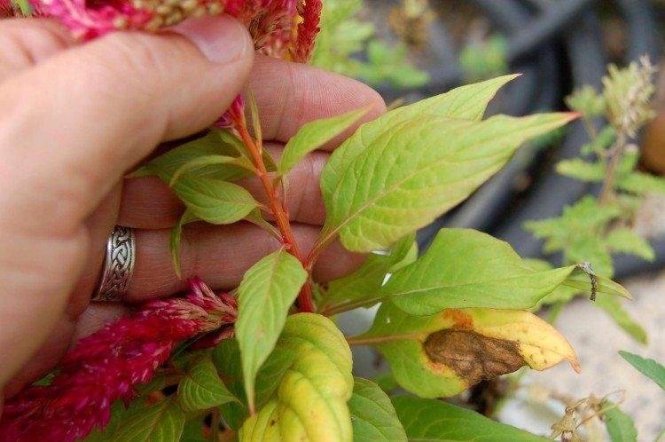 Вредители и болезни целозии