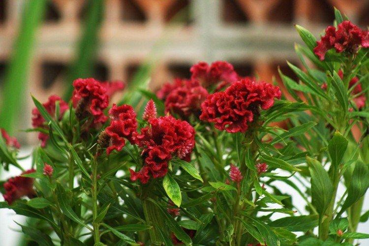 Целозия – фото