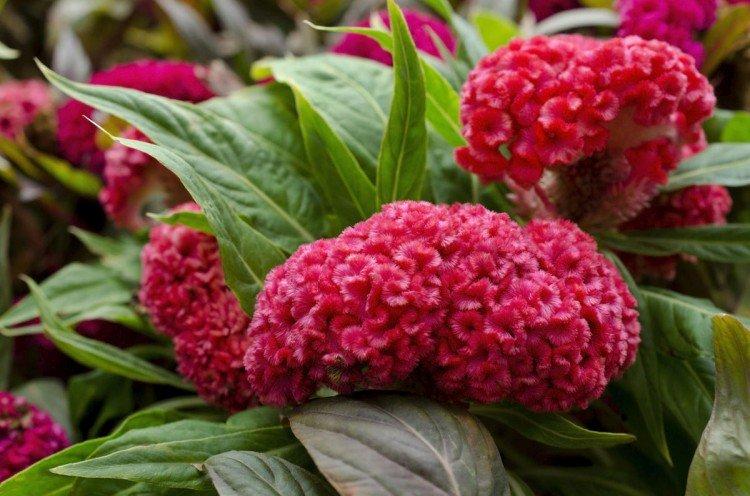 Целозия – фото