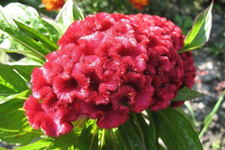 Целозия – фото