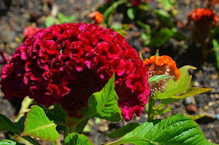 Целозия – фото