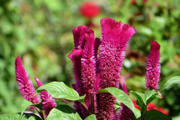 Целозия – фото