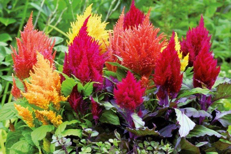 Целозия – фото