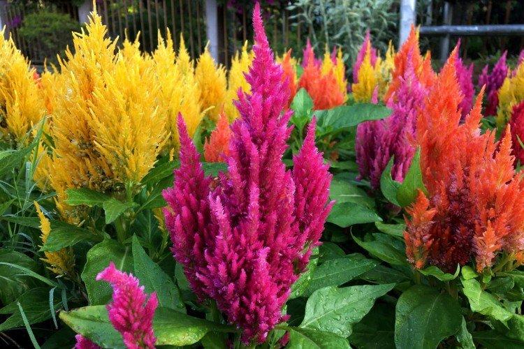 Целозия – фото