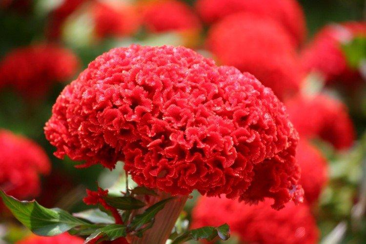 Целозия – фото