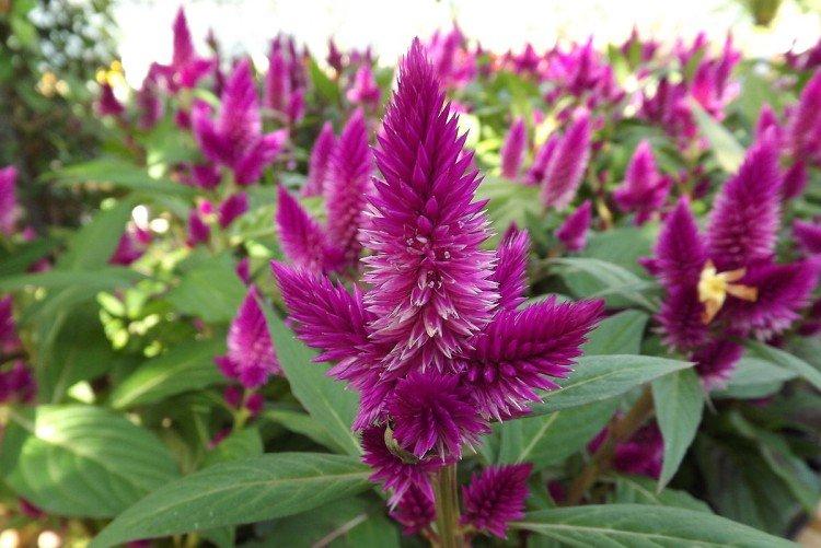 Целозия – фото