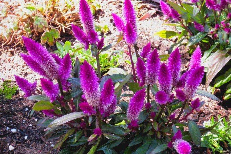 Целозия – фото