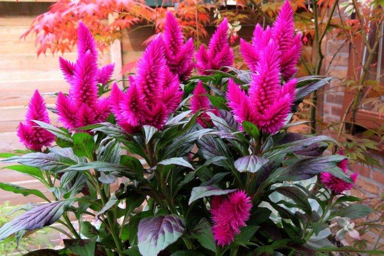 Колосковая целозия