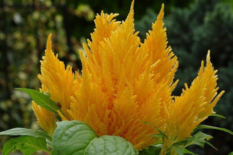 Целозия – фото