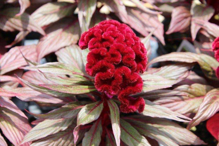 Целозия – фото