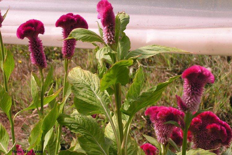 Целозия – фото