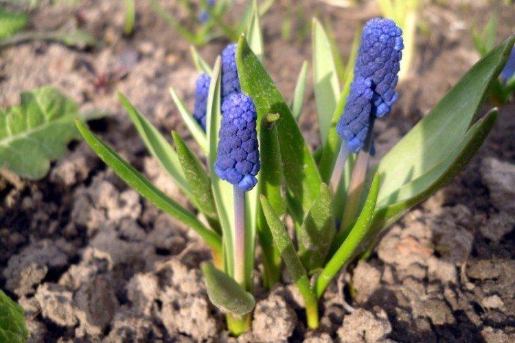 Посадка и размножение