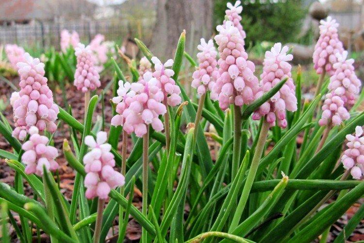 Мускари – фото