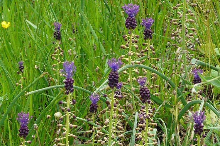 Хохлатый мускари