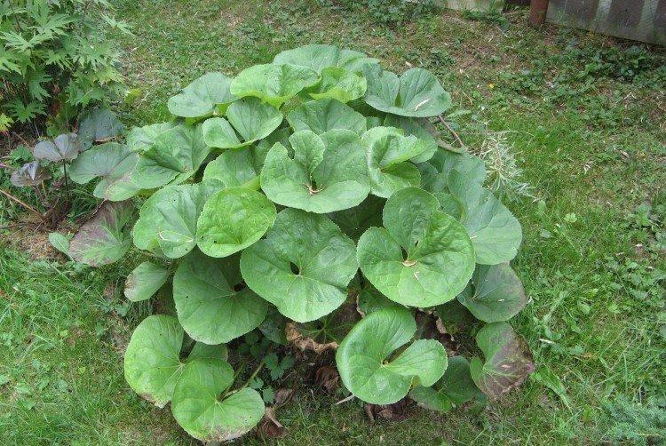 Посадка и размножение