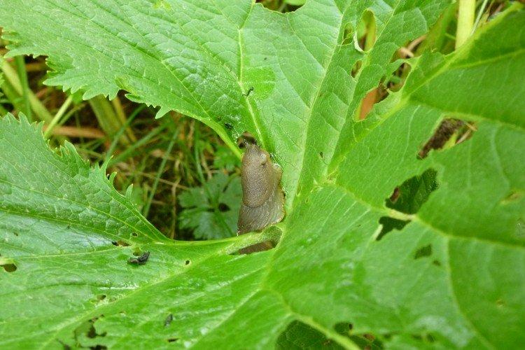 Вредители и болезни бузульника