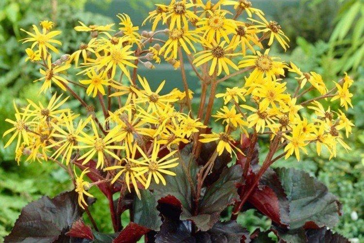 Бузульник – фото