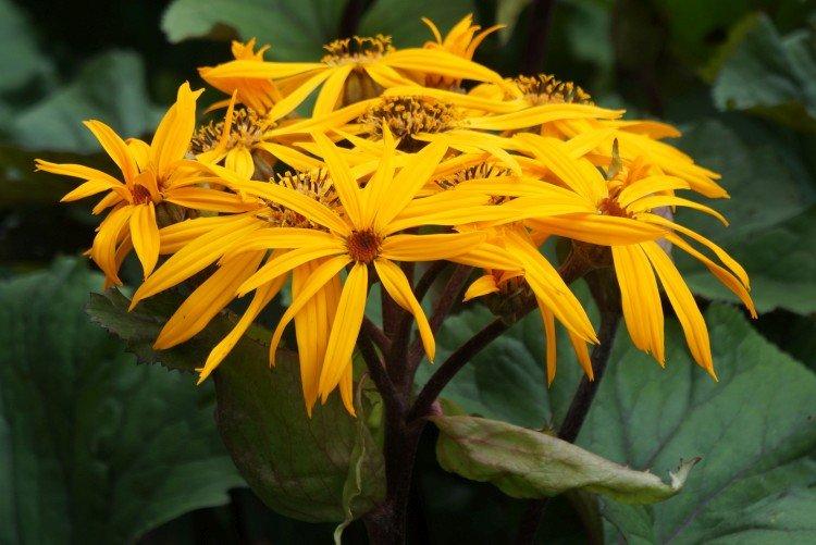 Зубчатый бузульник