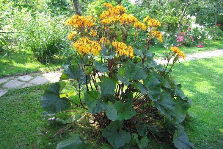 Бузульник – фото