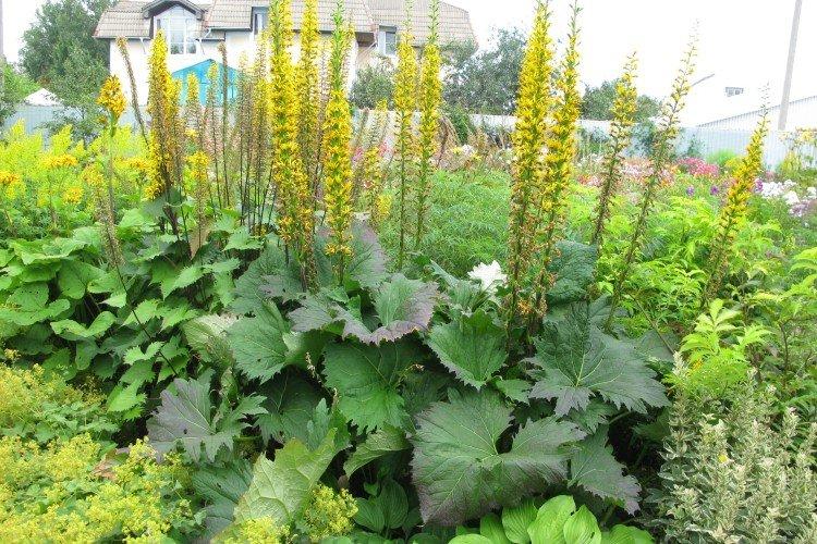 Бузульник – фото