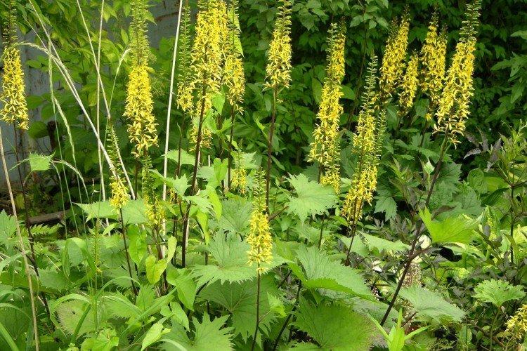 Бузульник – фото