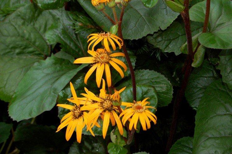 Бузульник – фото