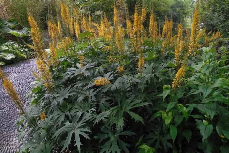 Бузульник – фото