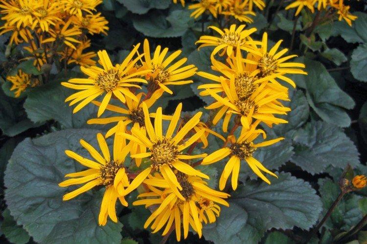 Бузульник – фото