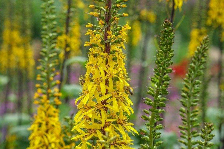 Бузульник – фото