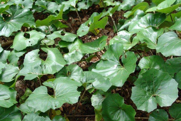 Бузульник – фото