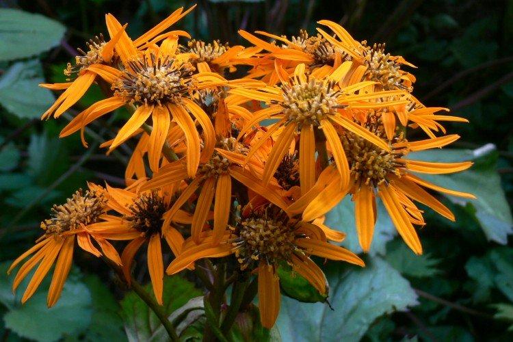 Бузульник – фото