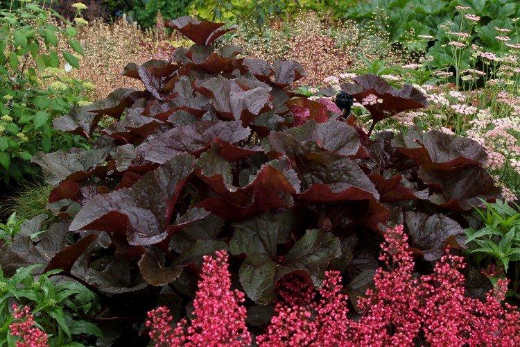 Бузульник – фото