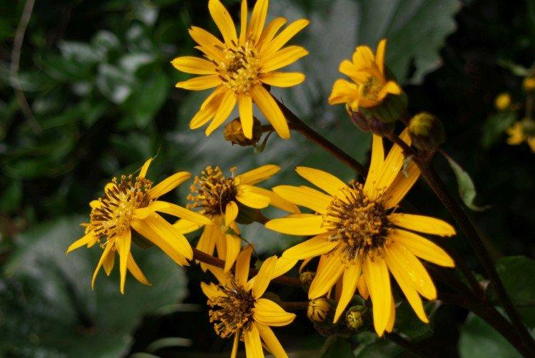 Бузульник – фото