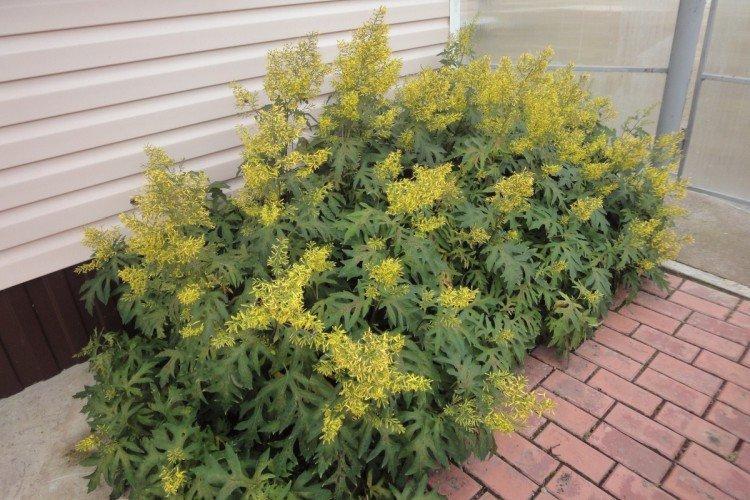 Тангутский бузульник