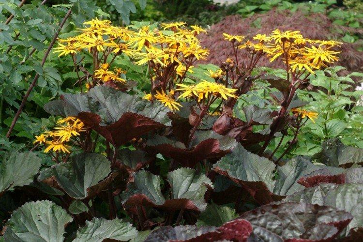 Бузульник – фото