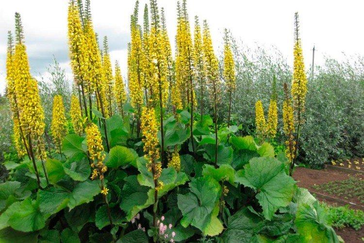 Сибирский бузульник