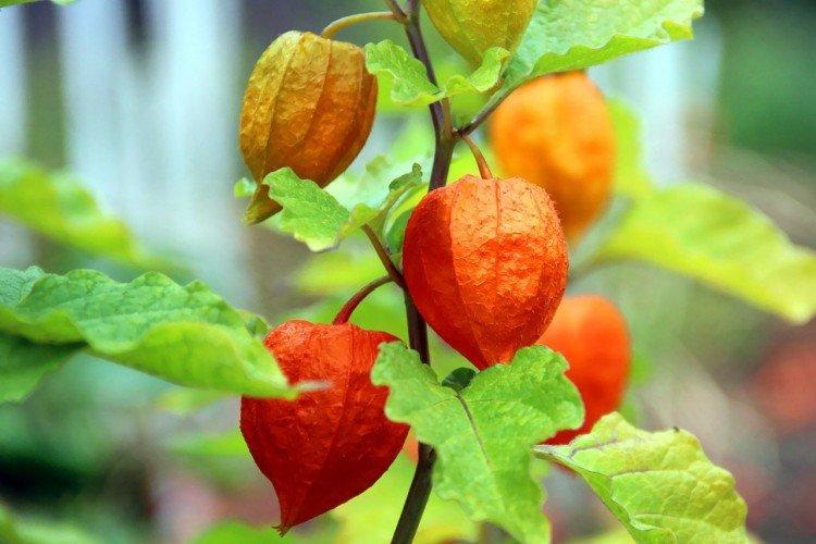 Обрезка и прищипка