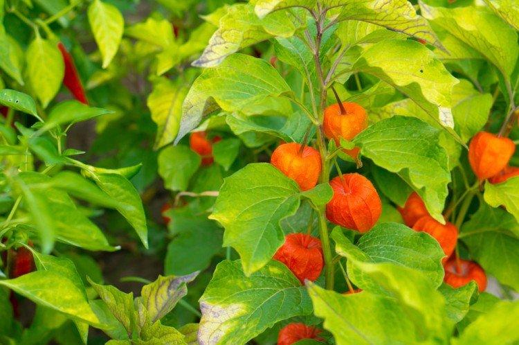 Физалис – фото