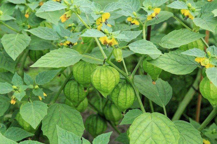 Физалис – фото