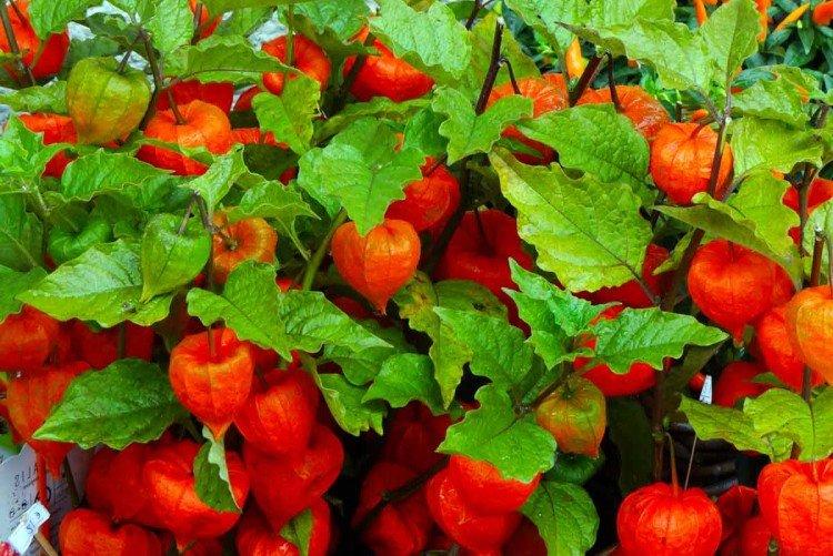 Физалис – фото