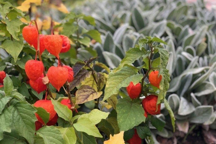 Физалис – фото