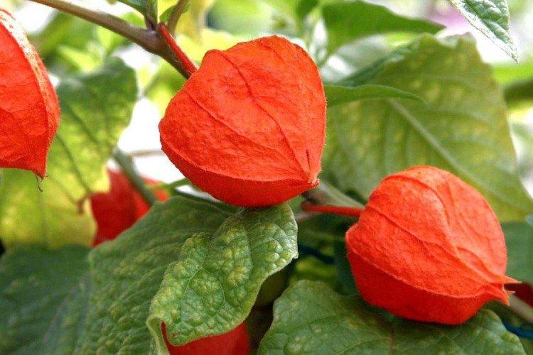 Физалис – фото