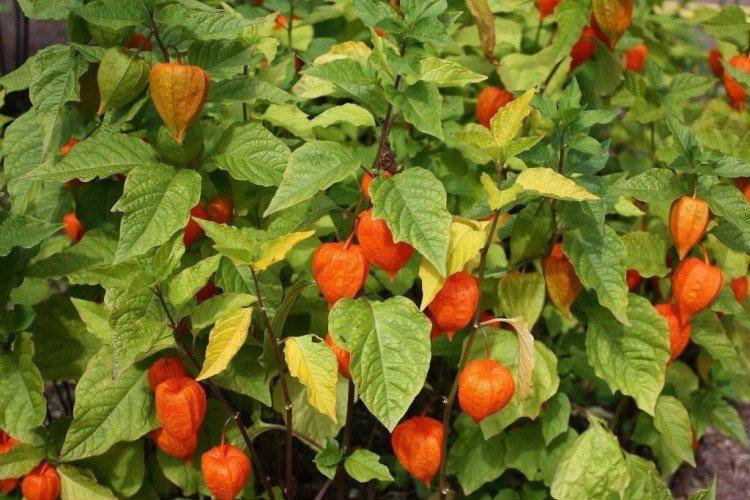 Физалис – фото