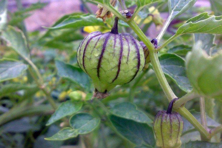 Физалис – фото