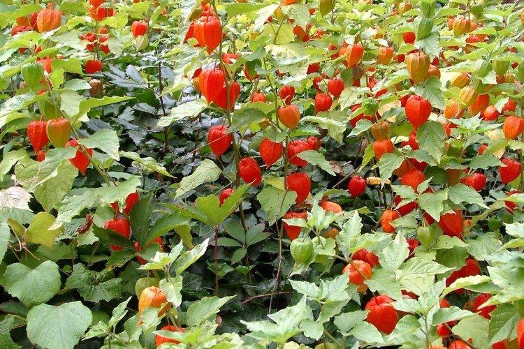 Температура