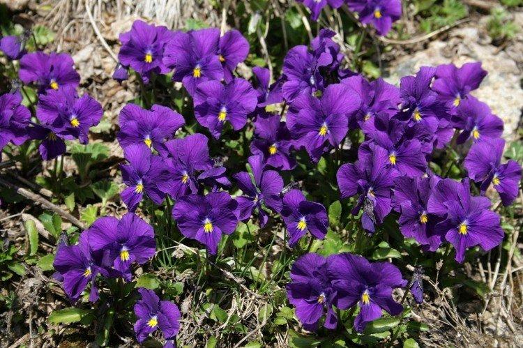 Фиалка – фото