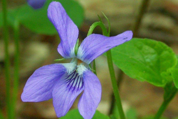 Фиалка – фото